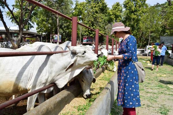 cow shelter visit in jaipur
